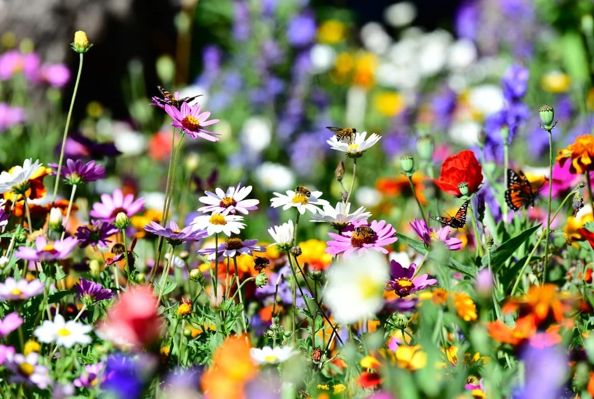 A vibrant mixed border full of pollinator-friendly flowers