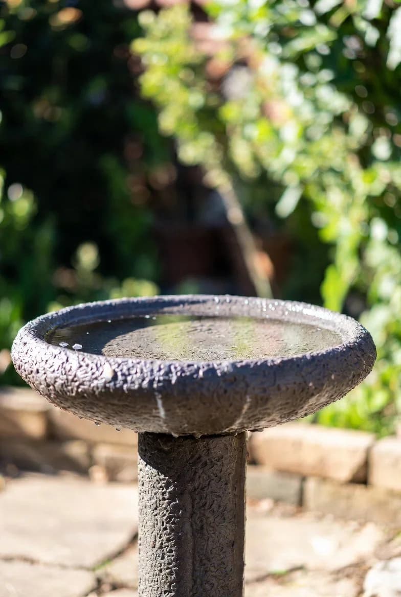A shallow stone bird bath filled with clean water in a sunny garden