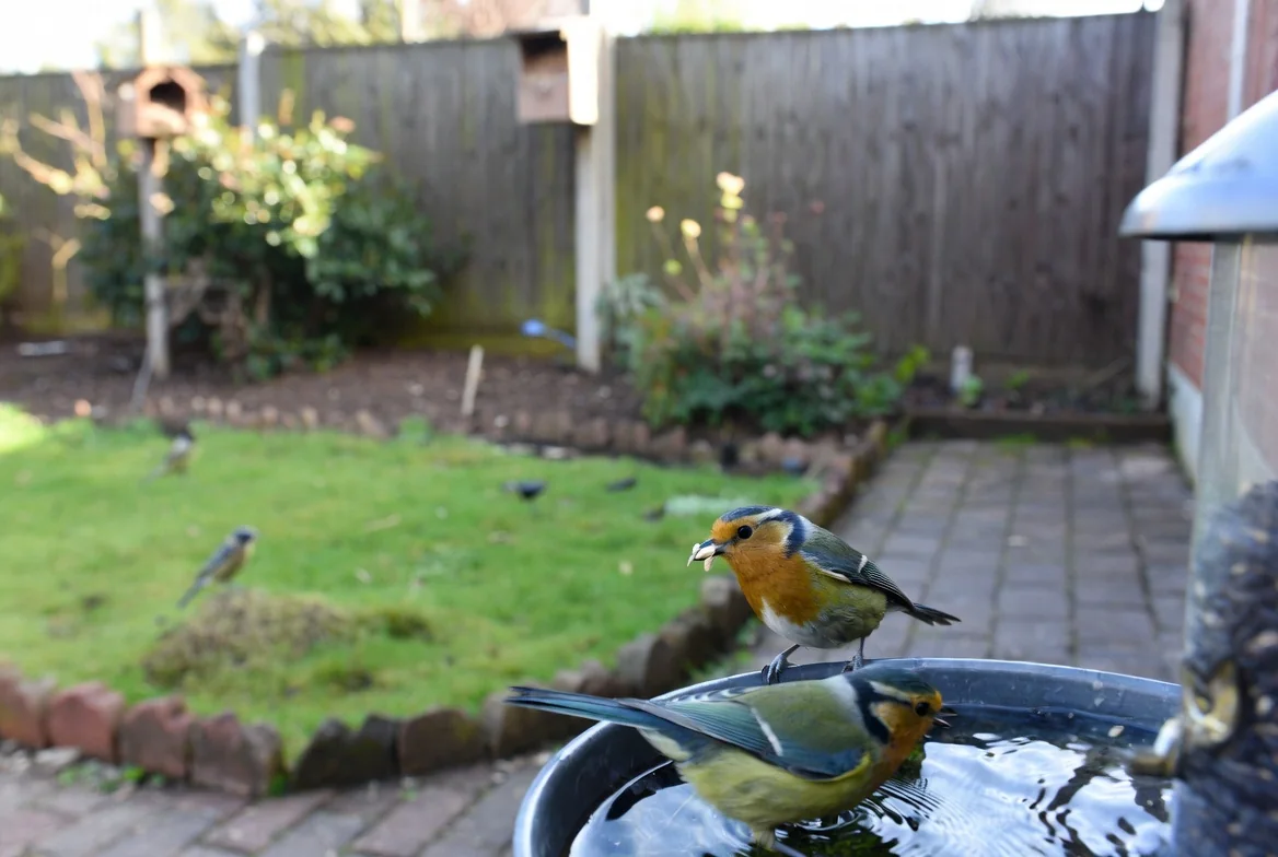 Garden birds drinking and bathing beside a small water dish