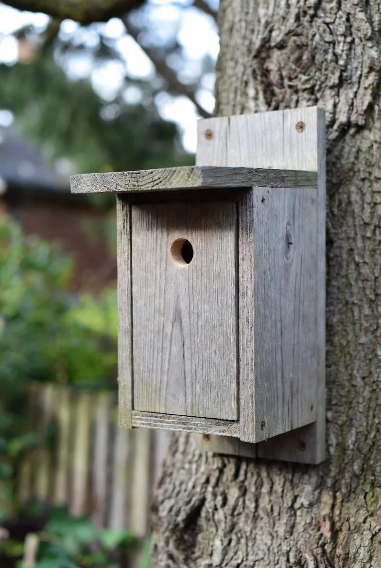 A simple wooden nest box fixed securely to a mature tree