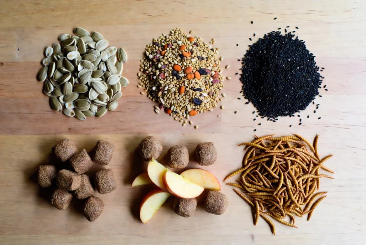 Different bird foods arranged in groups, including seed, fruit, suet and mealworms