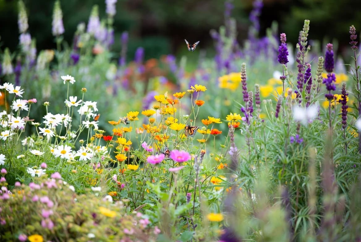 A colourful finished butterfly border with flowers at several heights