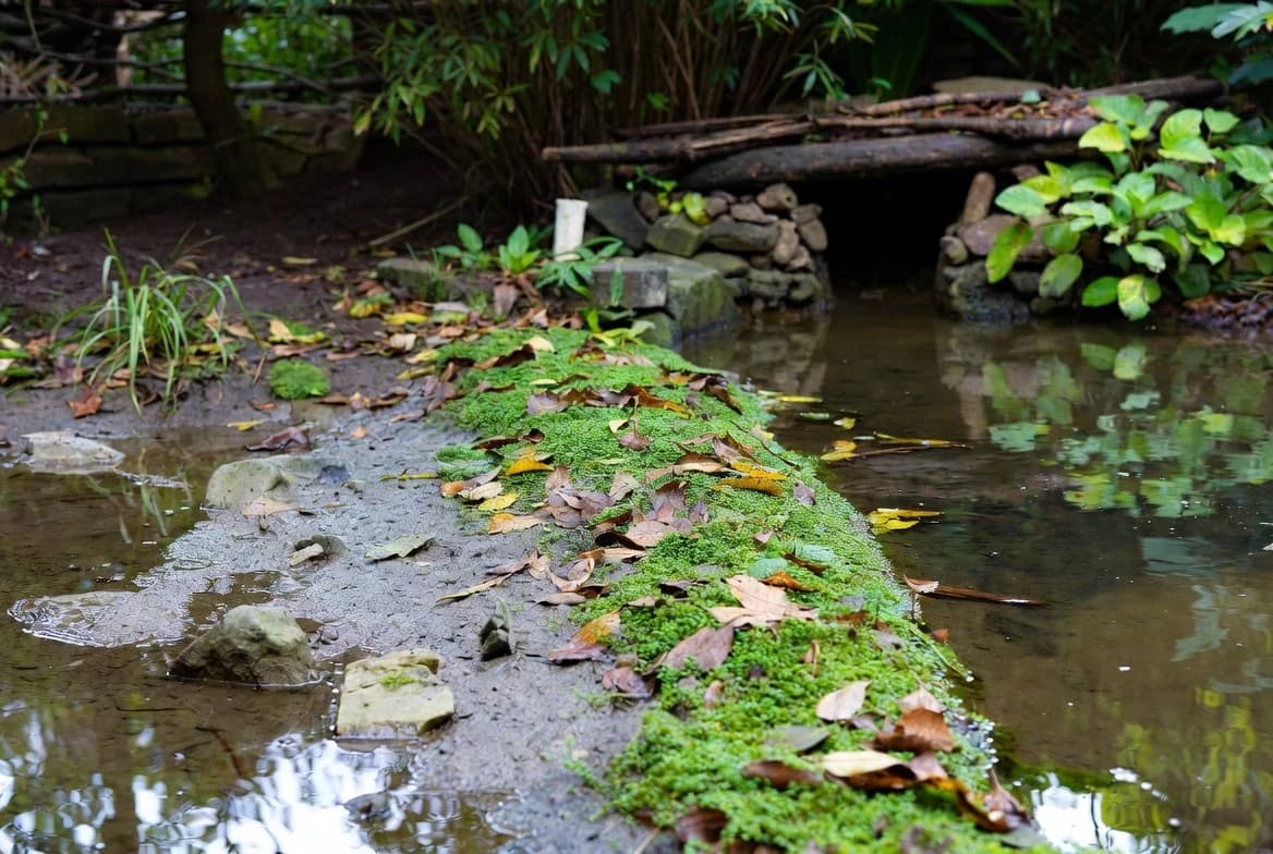 A damp pond habitat connected to a log refuge and leafy planting
