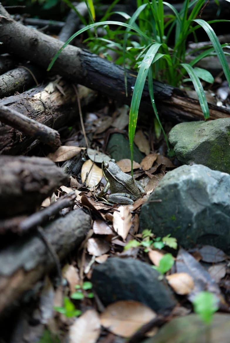 A frog sheltering among logs, stones, leaves and grasses