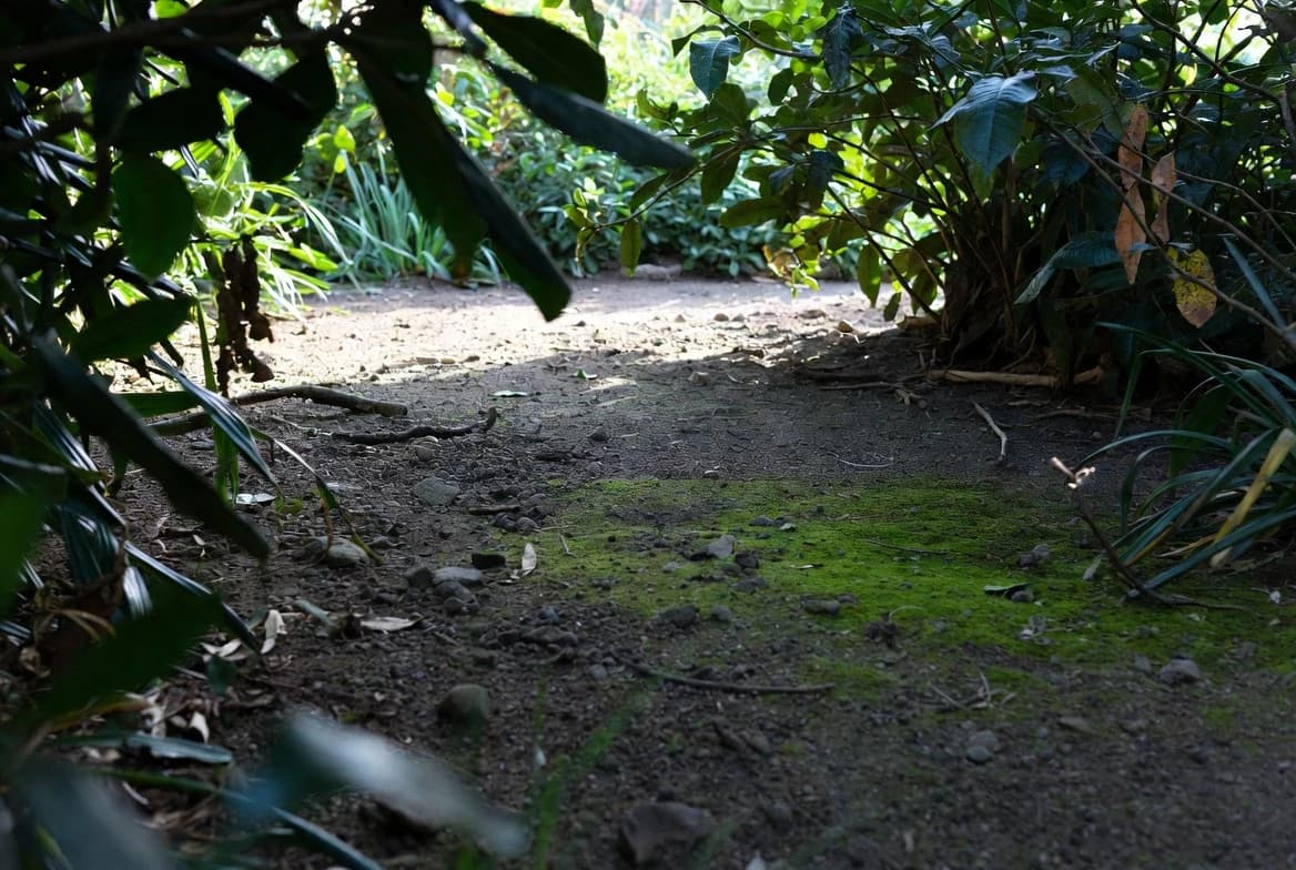 A shaded garden route beneath dense shrubs