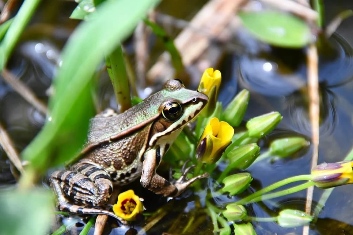 A frog among pond plants