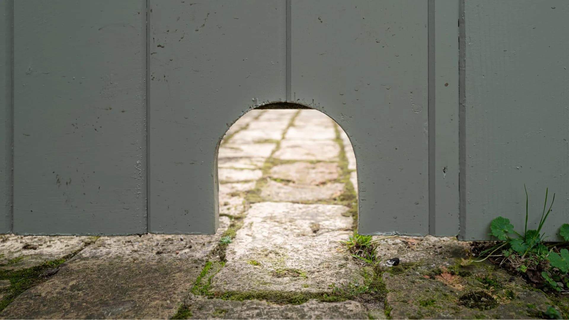 A finished arched hedgehog opening at the base of a painted fence