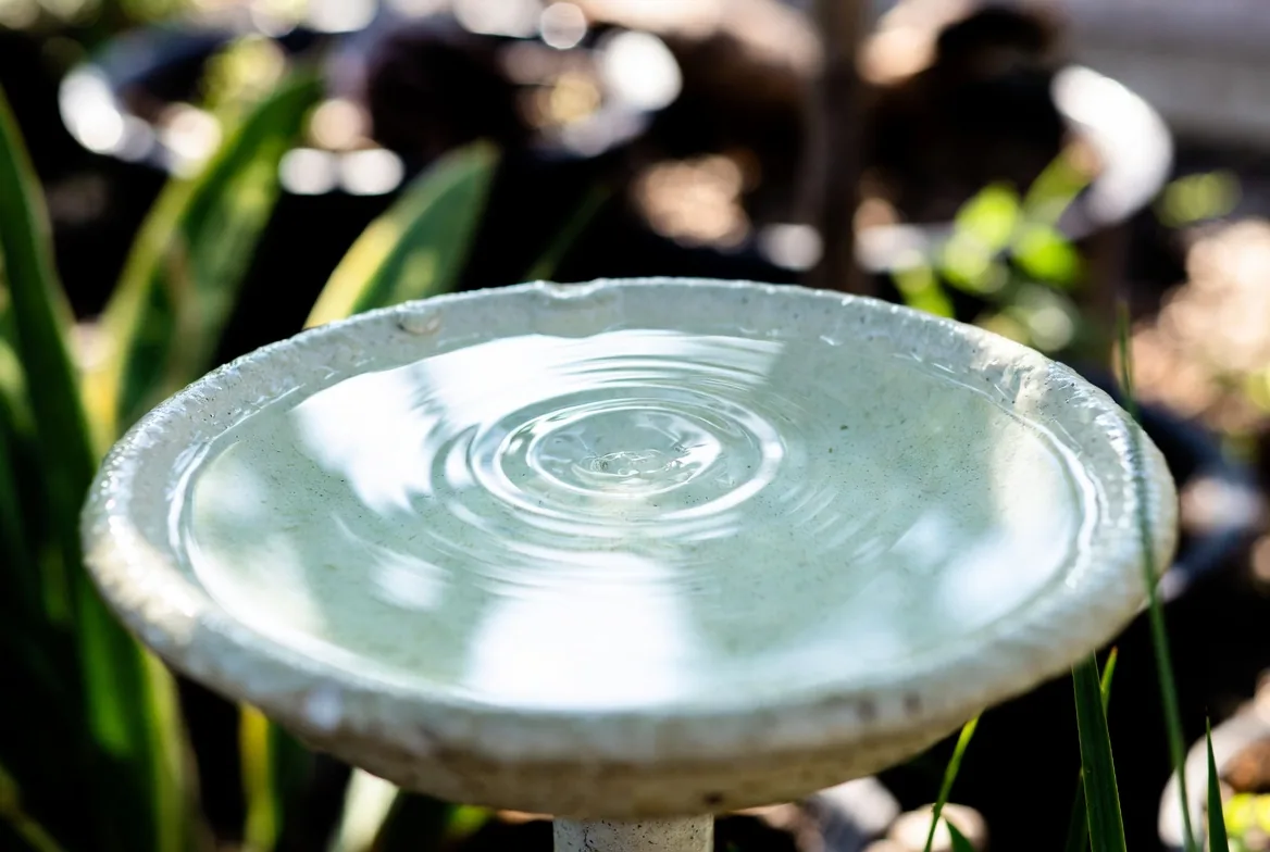Fresh clean water rippling in a shallow garden dish