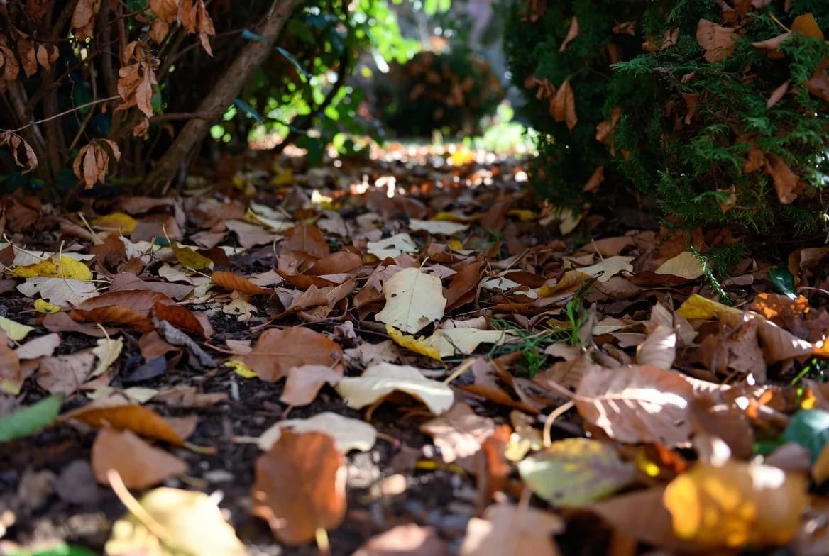 Fallen autumn leaves retained beneath a dense garden hedge