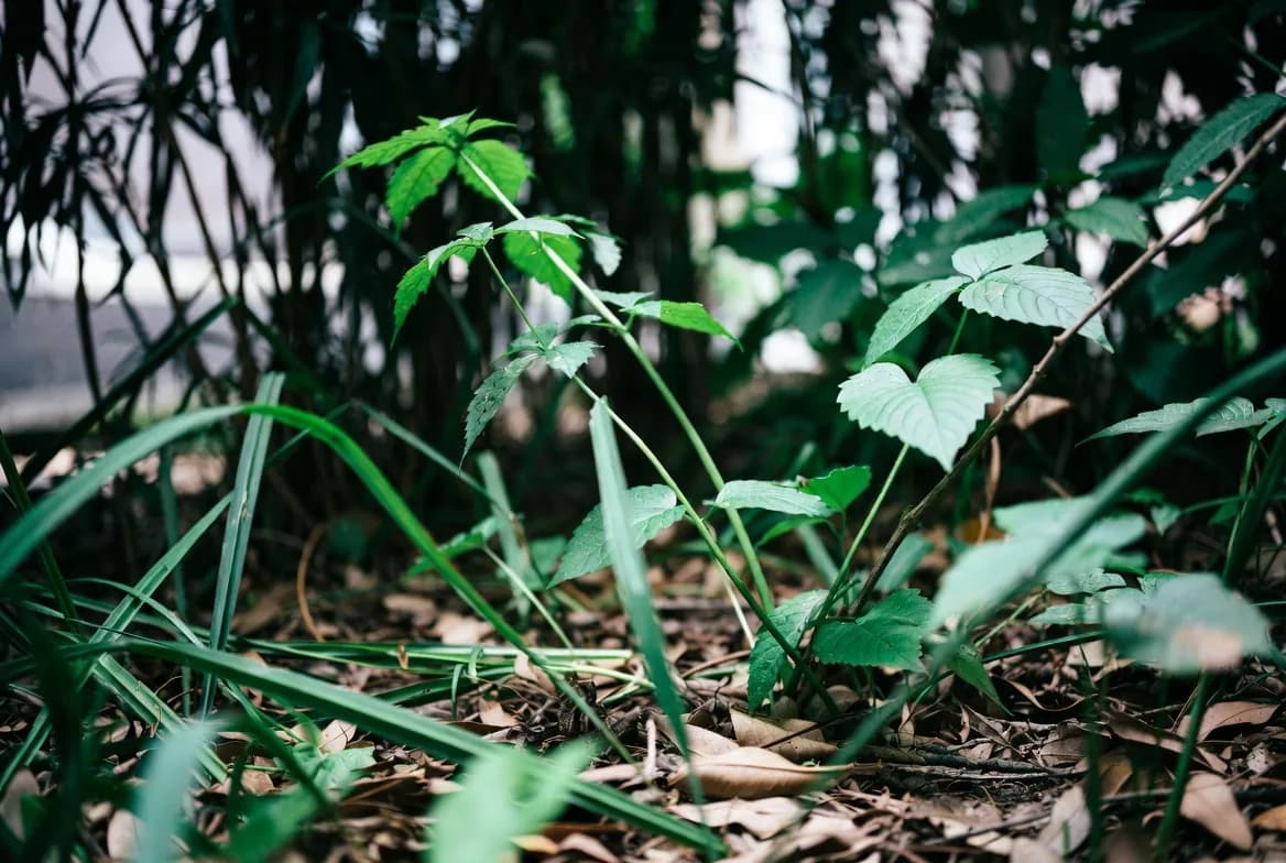 Low ground cover and leaf litter in a cool shaded garden corner