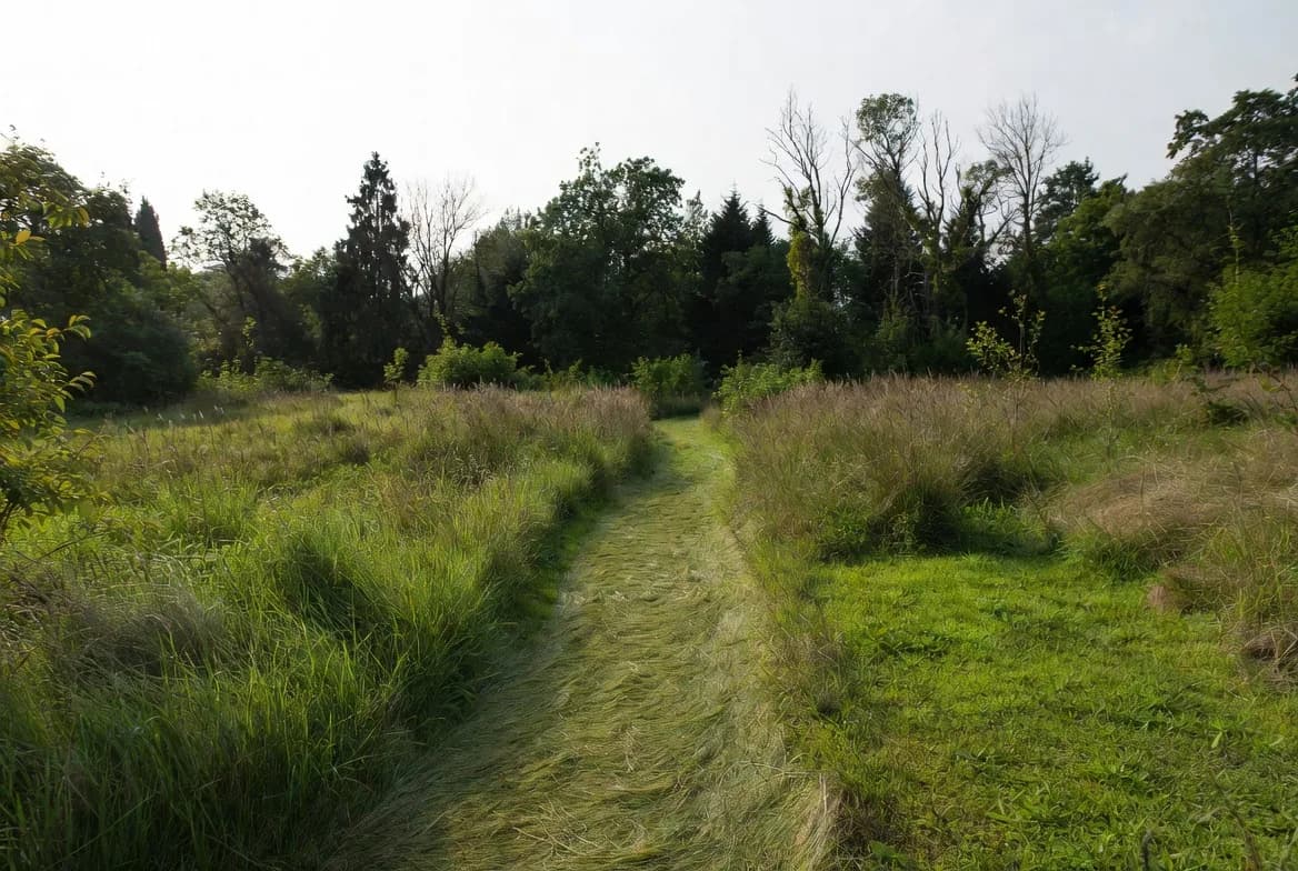 A mown path running through broad areas of longer meadow grass