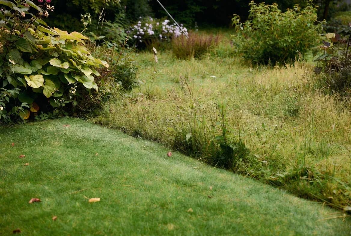 A neat short lawn edge beside a retained area of longer grass