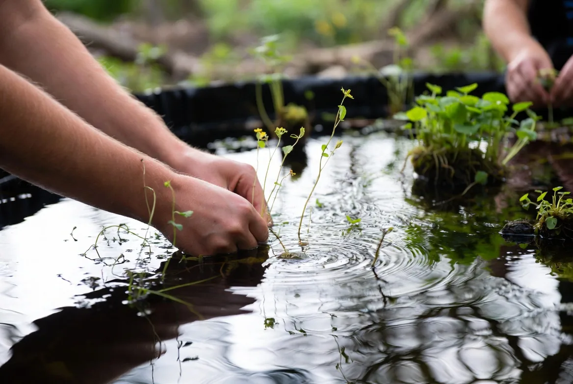 Hands placing aquatic plants into a newly filled wildlife pond
