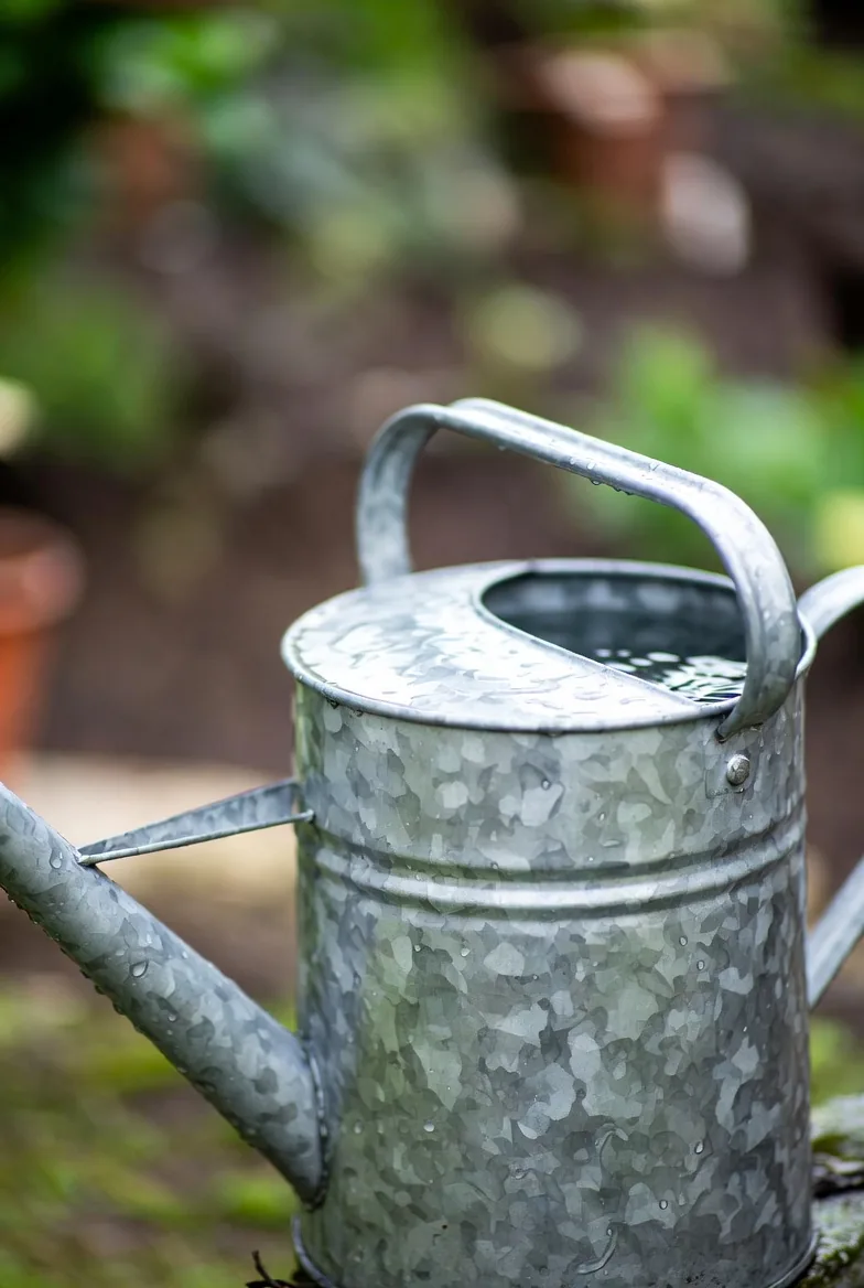 A galvanised watering can ready to carry collected rainwater into the garden