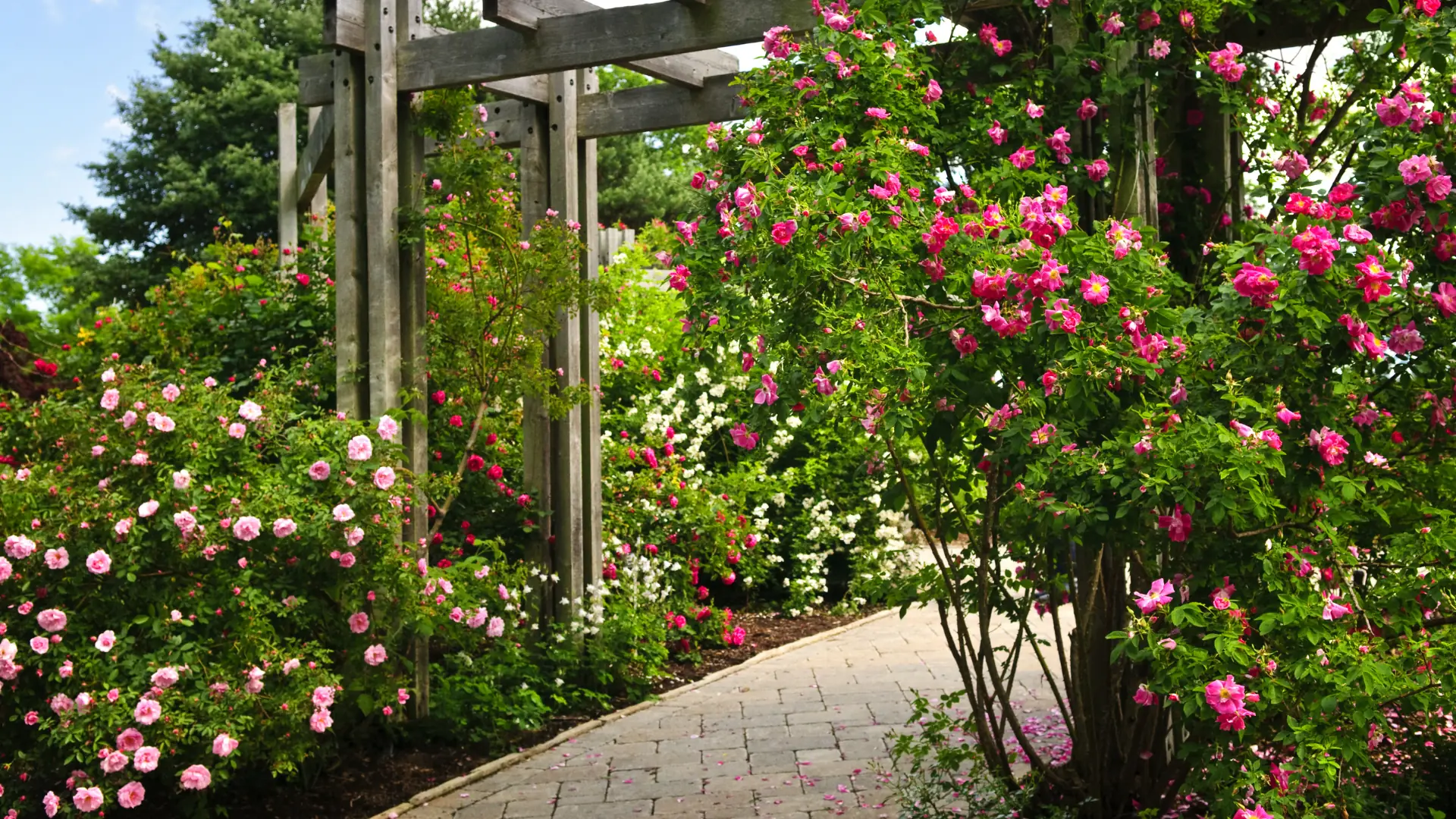 Climbing roses over a wooden arch above a brick garden path