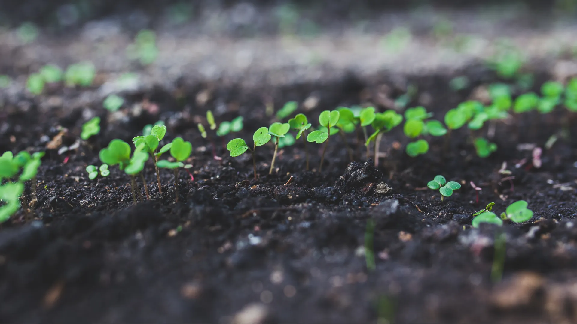 Rows of young seedlings emerging from spring soil