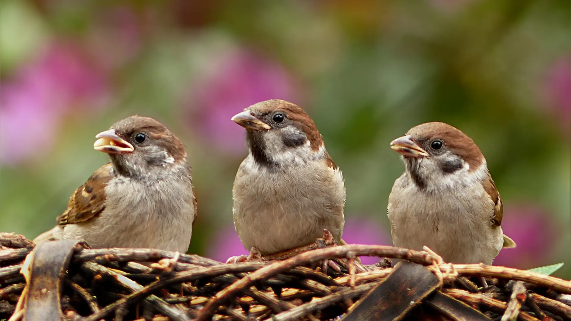 Three tree sparrows perched together on woven twigs