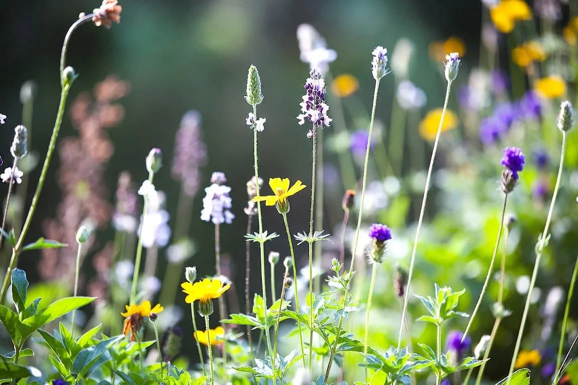 Fresh spring wildflowers glowing in soft sunlight