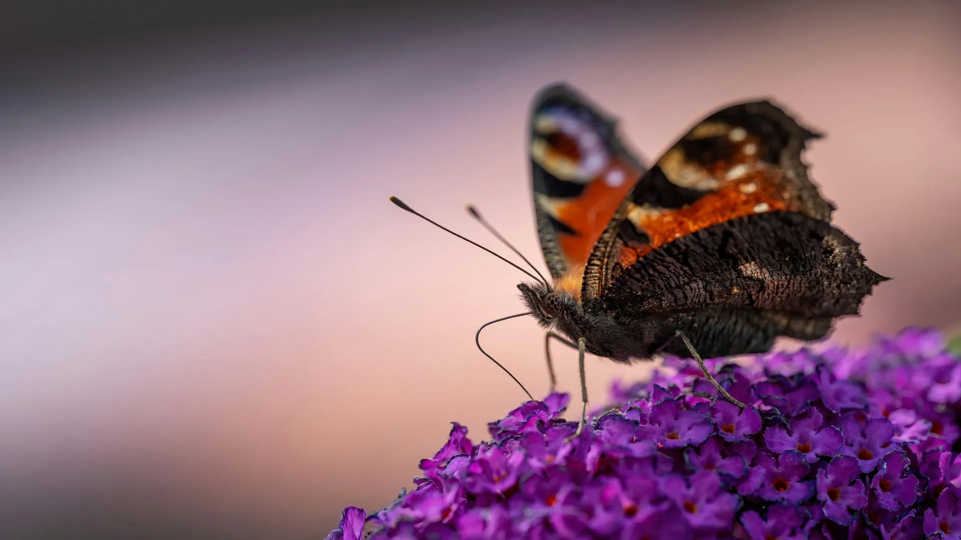A peacock butterfly feeding on purple buddleia