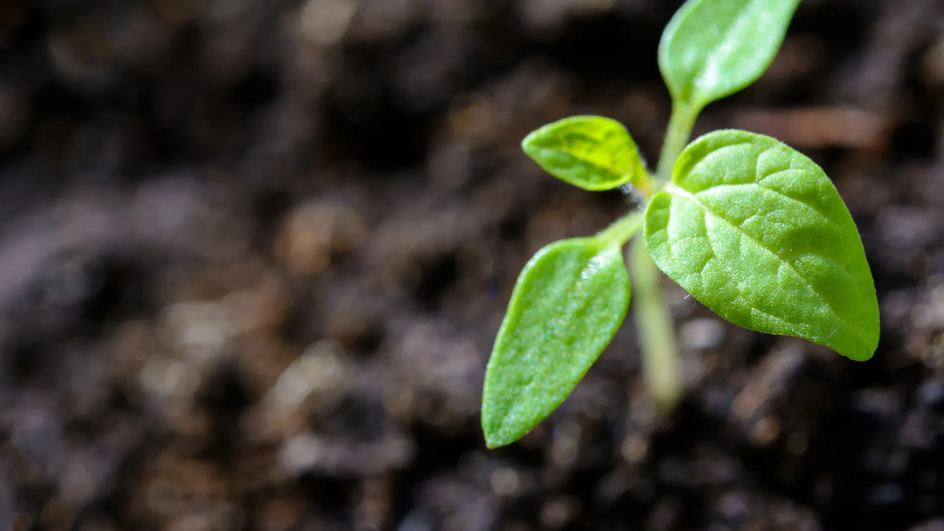 A young seedling unfurling its first leaves from dark soil