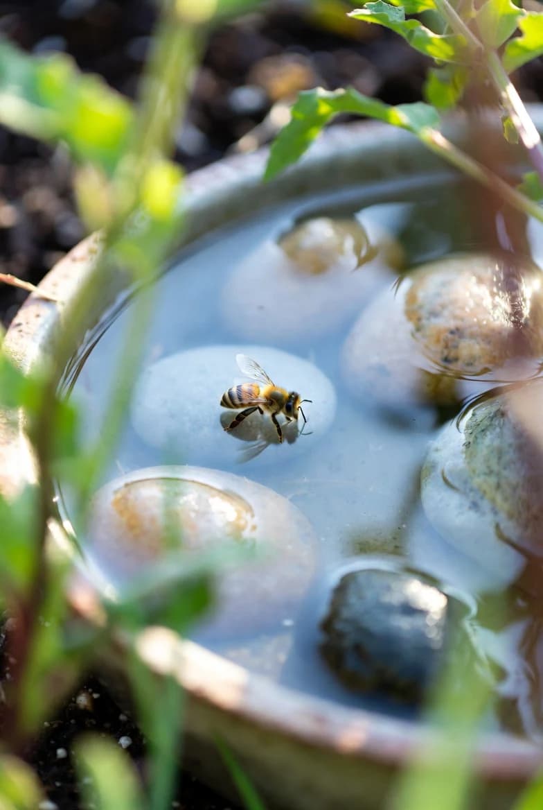 A shallow water dish with stones for insects to drink safely