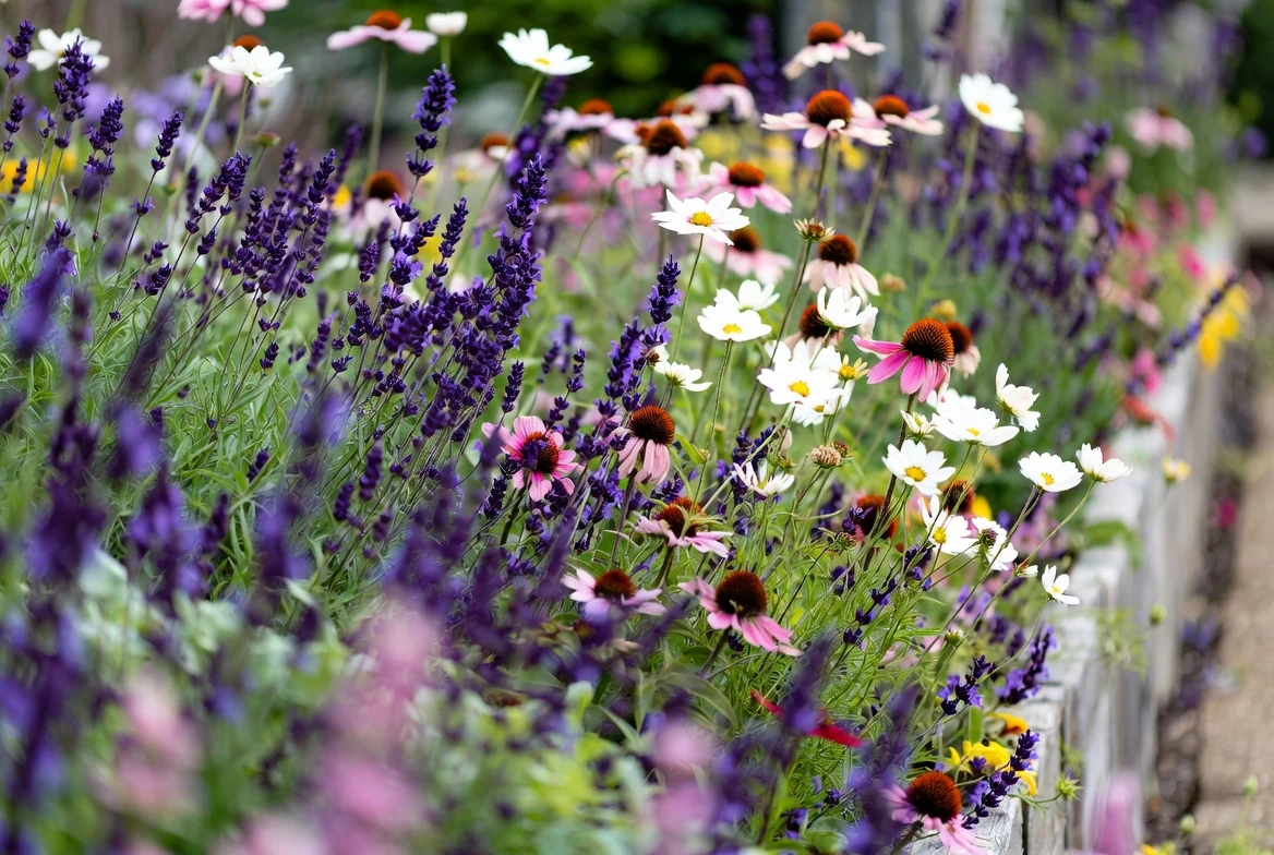 A flower-filled border of lavender, cosmos and echinacea for bees and pollinators