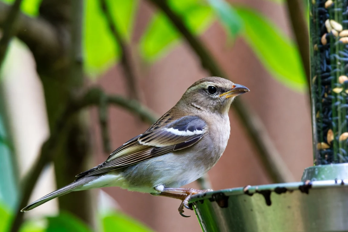 A garden bird beside a feeder