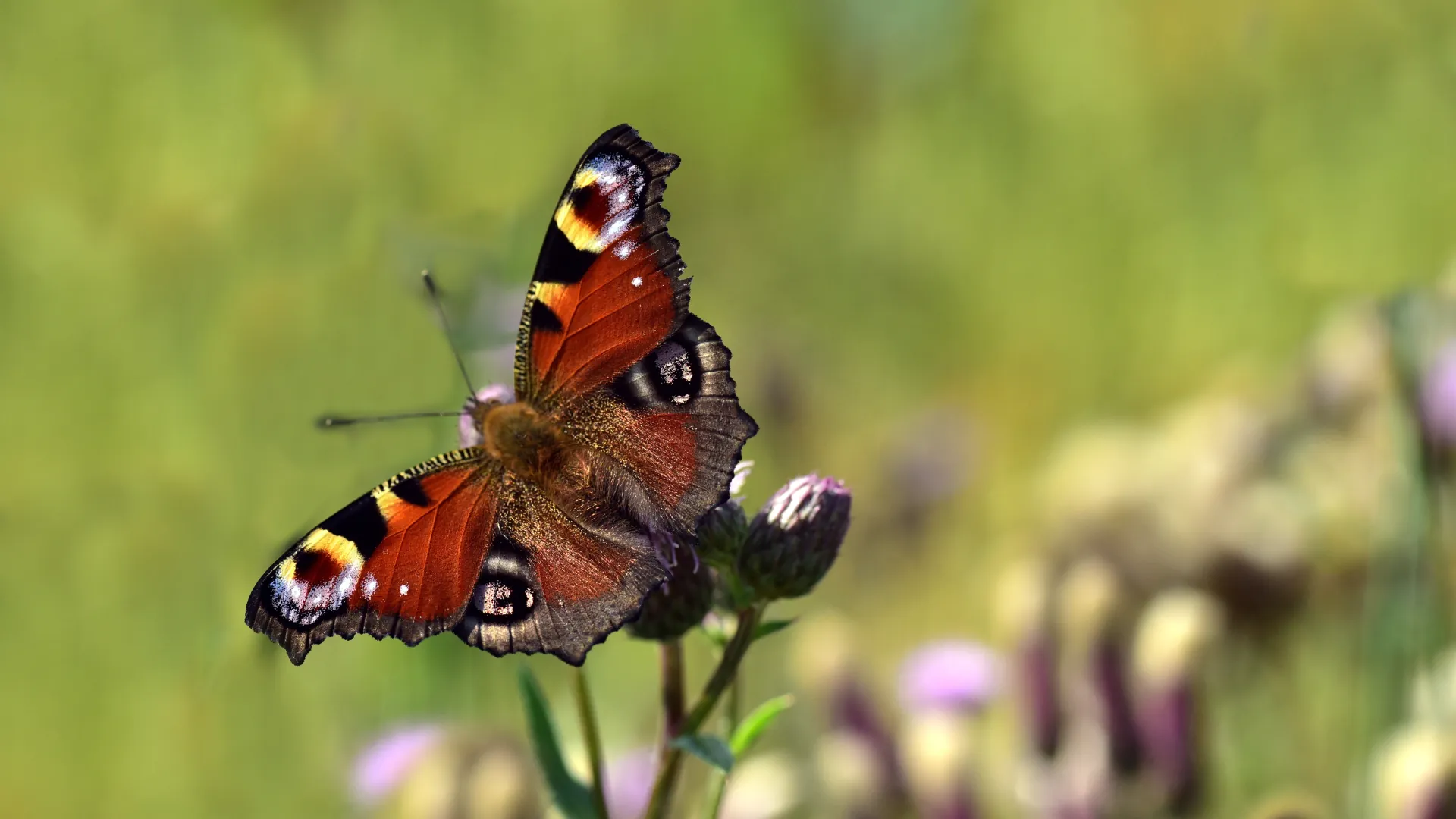 A peacock butterfly with open wings resting on a garden flower