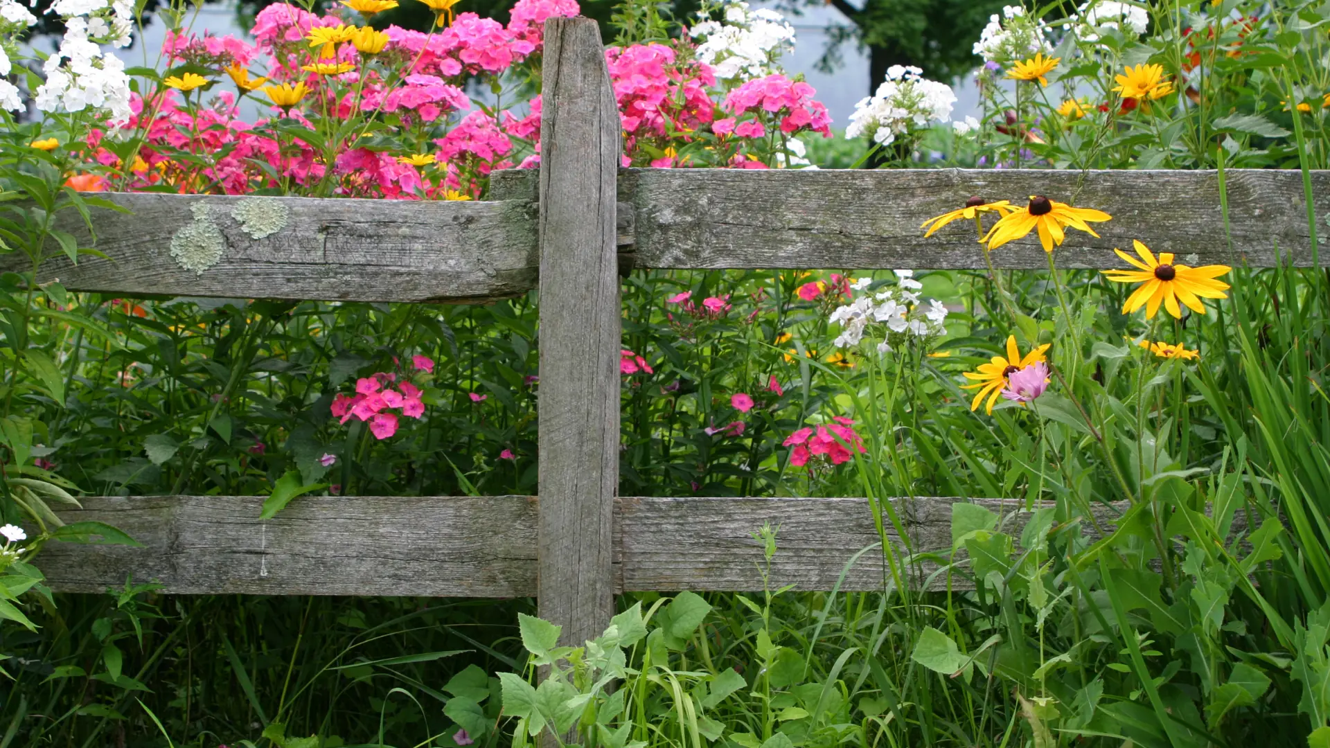Pollinator-friendly cottage flowers growing along a rustic wooden fence