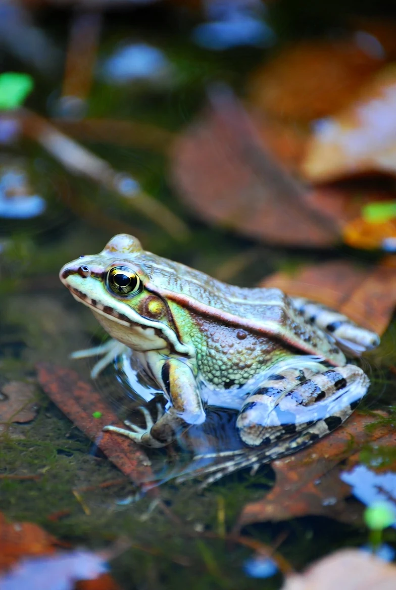 A common frog resting in shallow water among autumn leaves