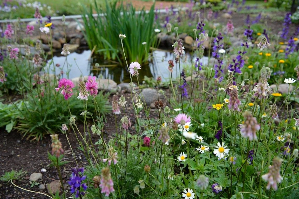 A layered wildlife garden with flowers, a pond and places to shelter