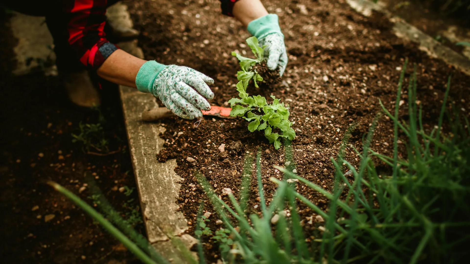 Gloved hands setting young plants into a freshly dug garden bed