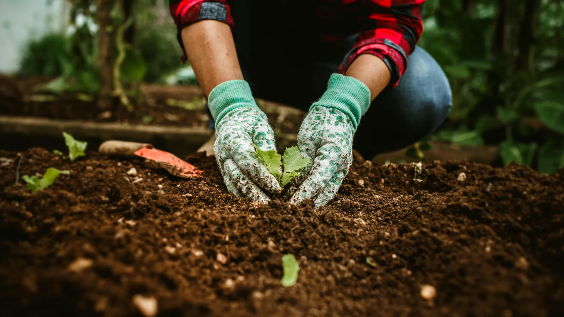 Gloved hands planting a young seedling into dark soil