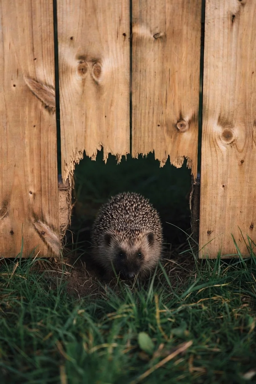 A hedgehog emerging through a small opening at the base of a wooden fence