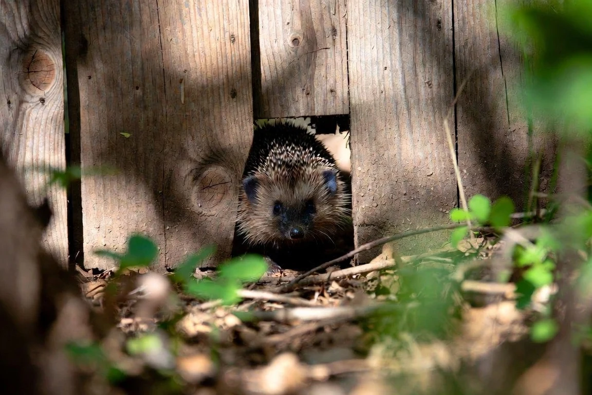 A hedgehog using a small opening at the base of a wooden fence