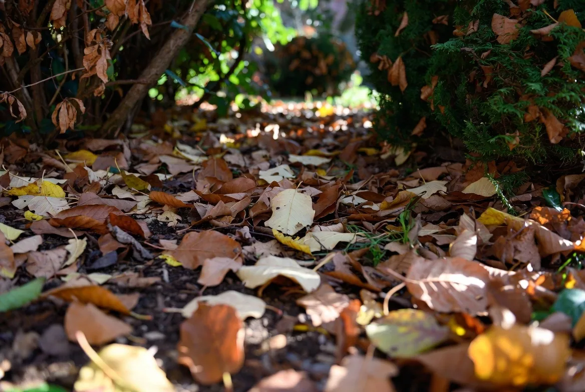 Fallen autumn leaves retained beneath a dense garden hedge
