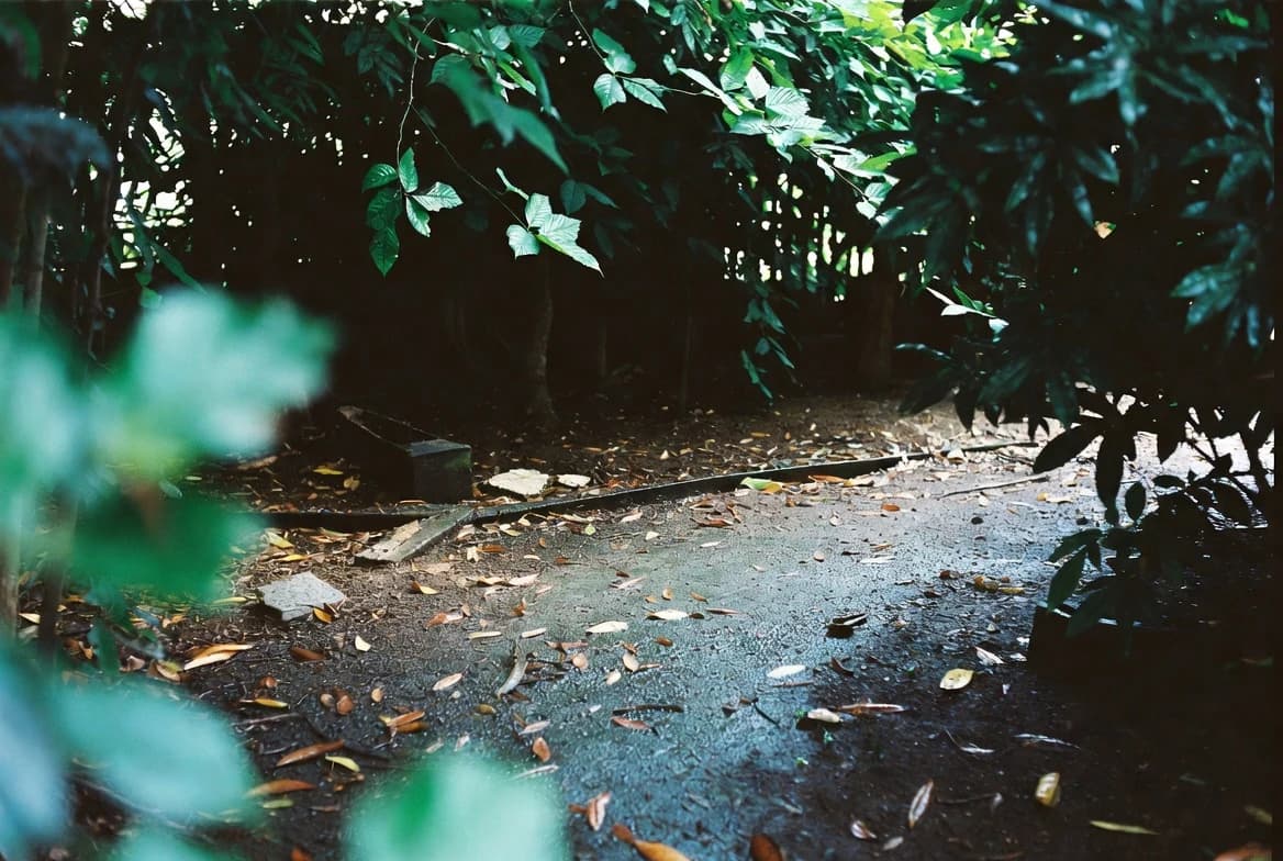 A shaded garden corner chosen for a wildlife habitat pile