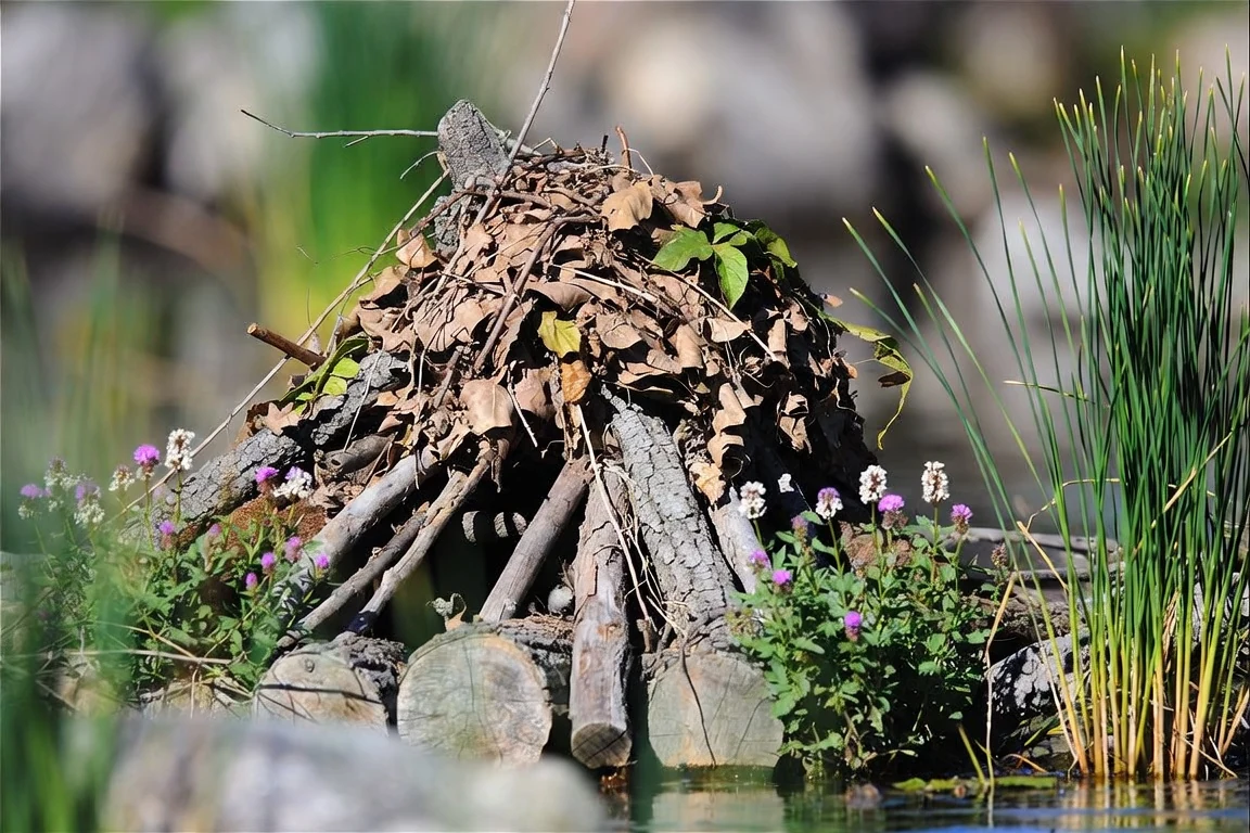 Logs and fallen leaves arranged as wildlife shelter