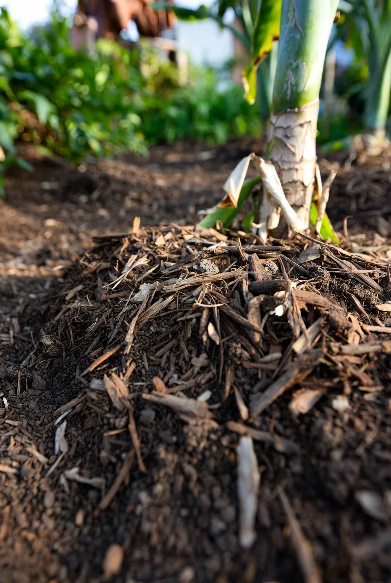 Organic wood-chip mulch spread around the base of a young garden plant