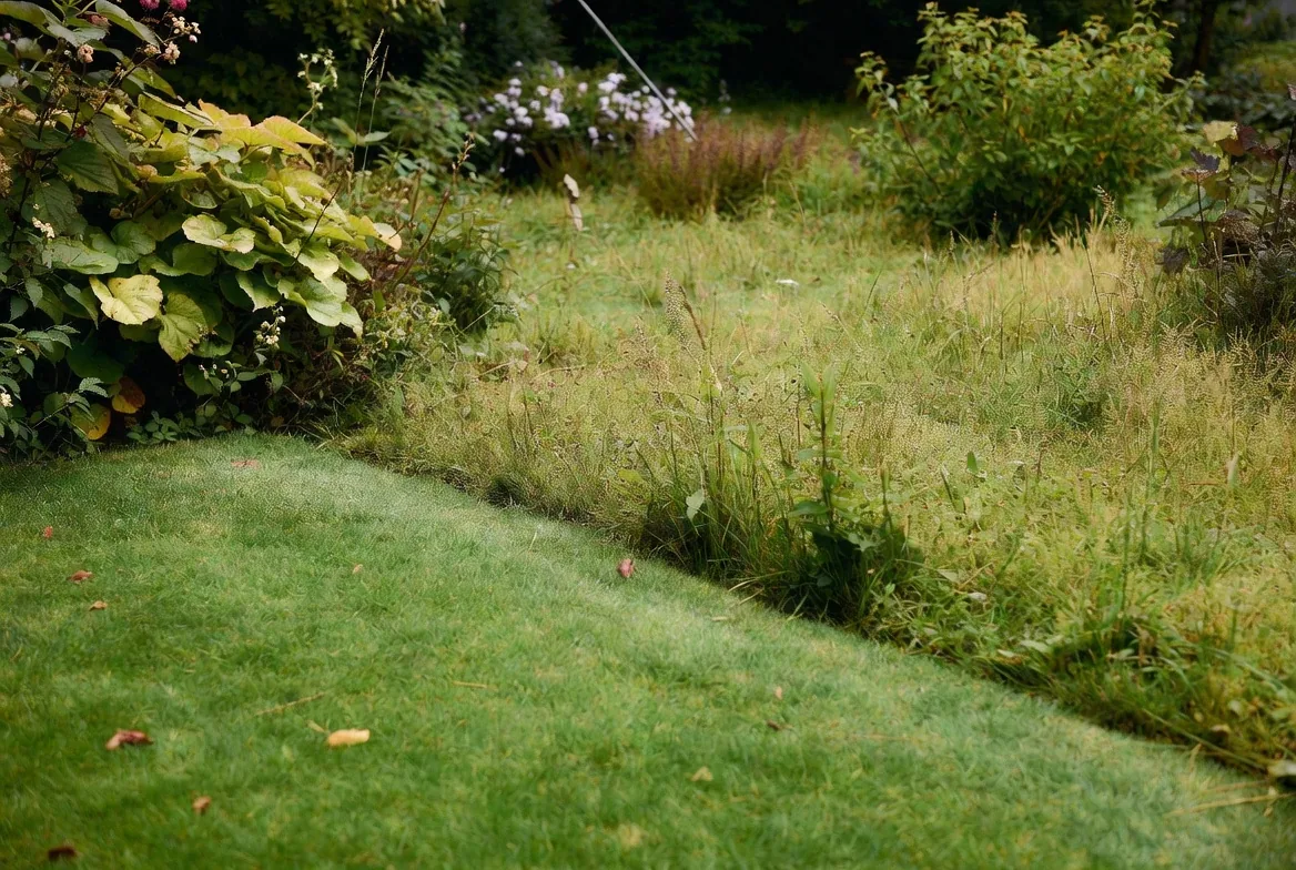 A neat short lawn edge beside a retained area of longer grass
