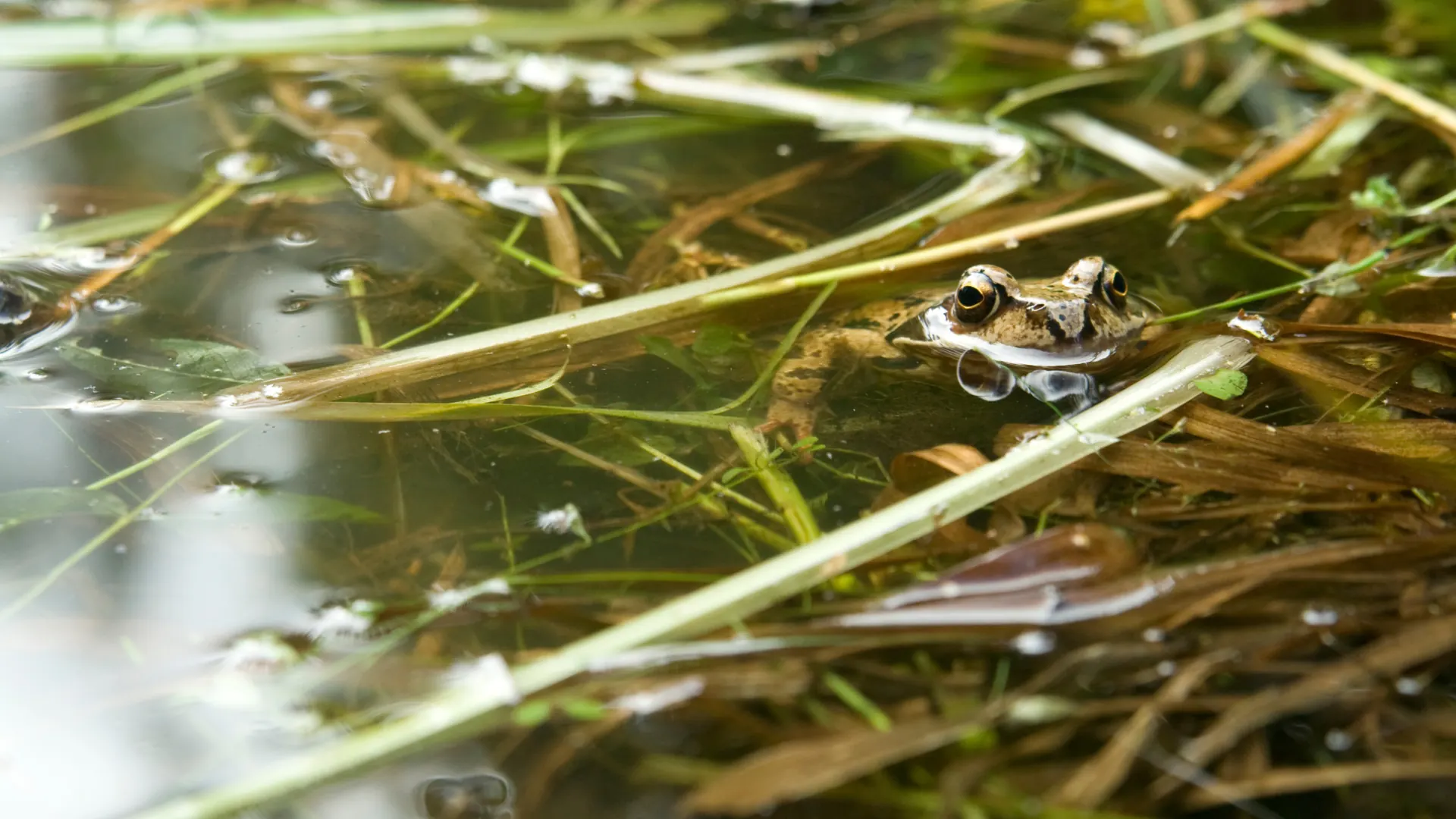 A common frog resting among stems in a garden pond