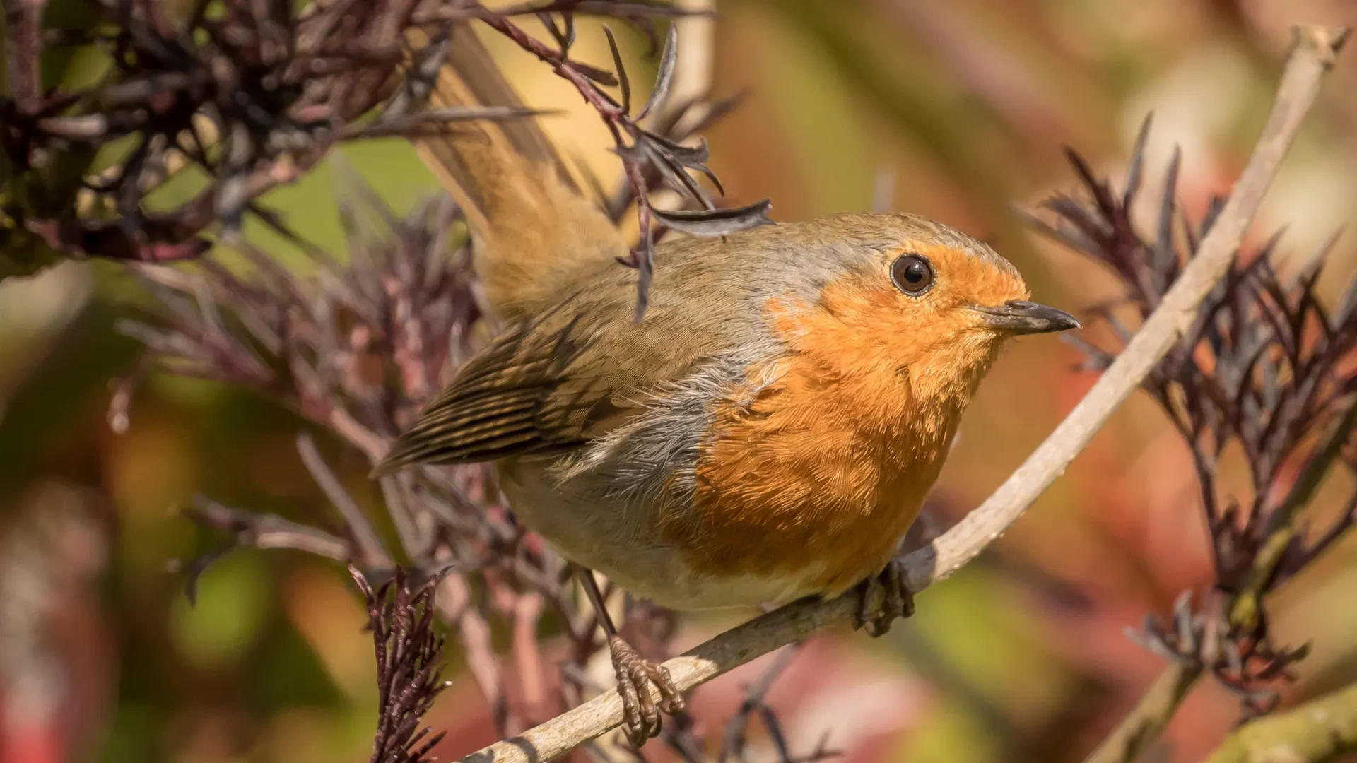 A robin perched among bare garden stems
