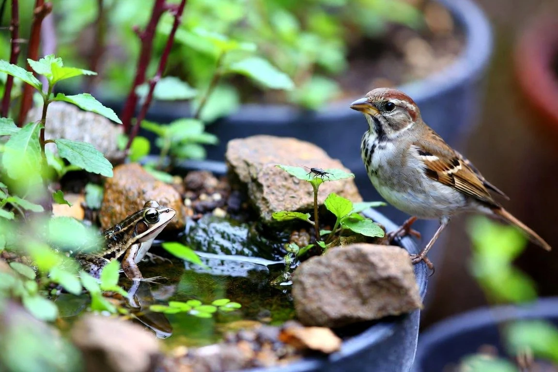 A close view of wildlife using a miniature garden habitat