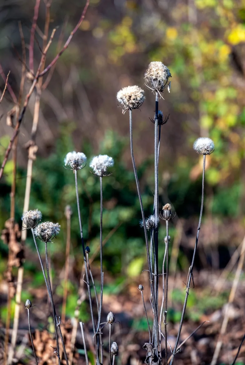 Tall dried seed heads left standing in a winter garden border
